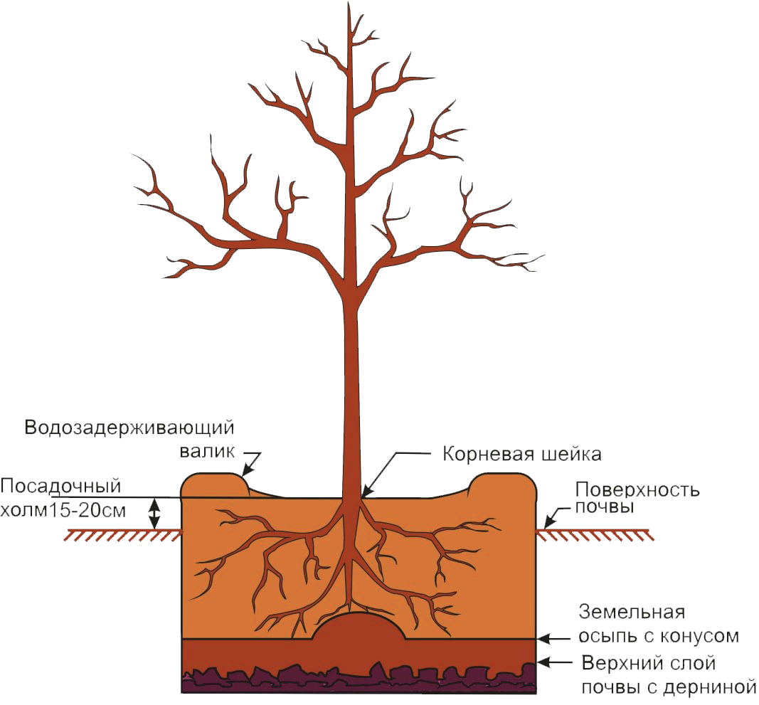 Какие корни у липы в картинках